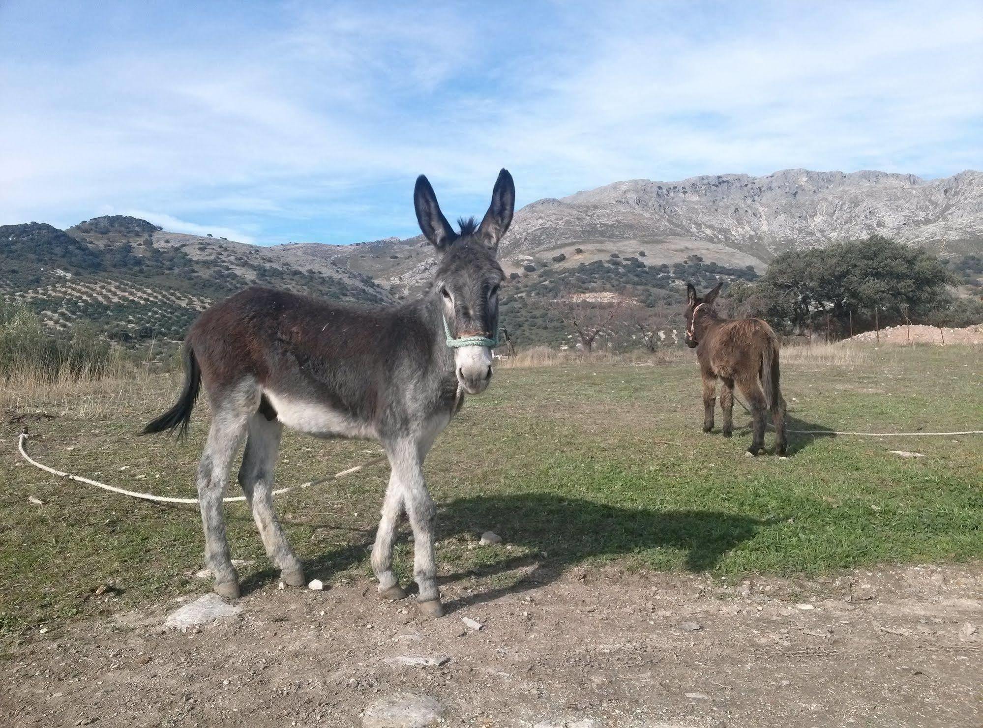 Hébergement de vacances Cortijo El Llano Priego De Cordoba Las Lagunillas