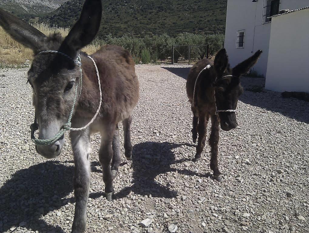 Cortijo El Llano Priego De Cordoba Hébergement de vacances Las Lagunillas
