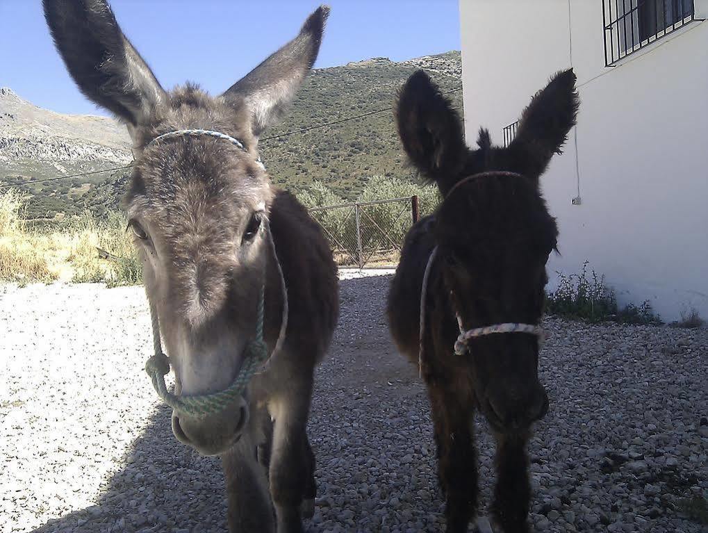 Hébergement de vacances Cortijo El Llano Priego De Cordoba Las Lagunillas