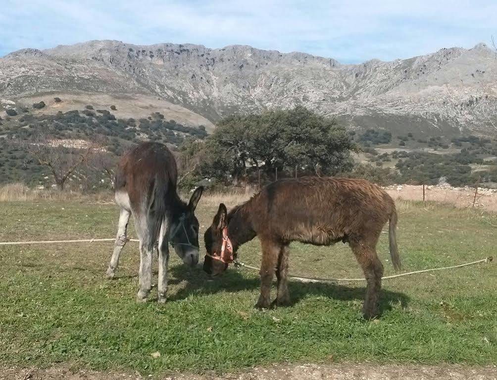 Cortijo El Llano Priego De Cordoba Las Lagunillas